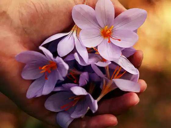 Reiki cấp độ 1
