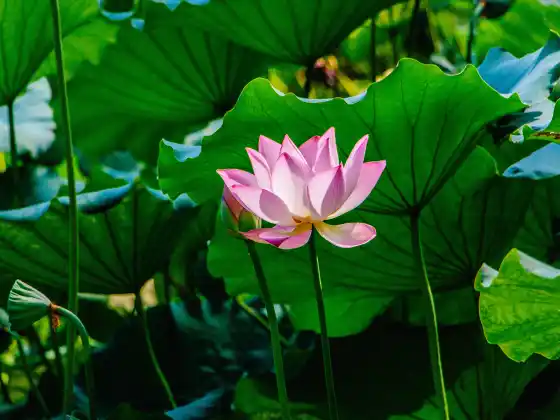 Sanación Reiki a distancia durante 33 minutos