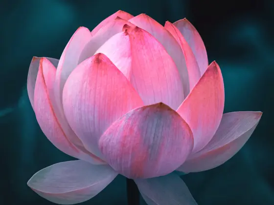 Week-end de maîtrise Reiki